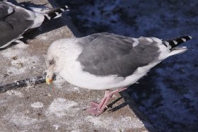 セグロカモメ？
